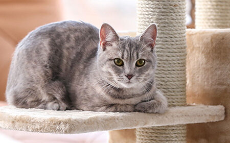 Comment choisir son arbre à chat