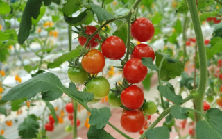 Choisir la bonne taille de carré potager surélevé pour les plants de tomates