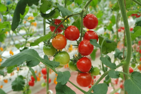 Choisir la bonne taille de carré potager surélevé pour les plants de tomates
