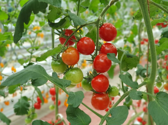 Choisir la bonne taille de carré potager surélevé pour les plants de tomates
